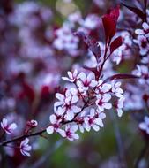 Flower Plant Nature