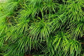 Japanese Umbrella Pine Fir Tree