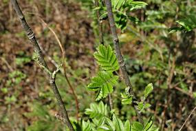 Leaves Green Branches