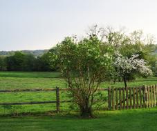 Tree Nature Landscape