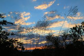 Horizon Landscape Plant