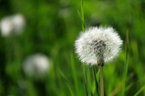 Grass Dandelion Nature
