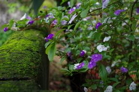 Flower Plant Nature