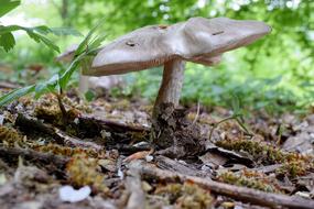 Forest Mushroom