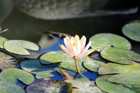 Water Lily Flower Sheet