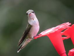 Nature Outdoors Bird