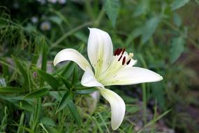 Lily White Nature