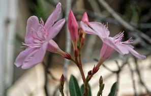 Erium Oleander Pink Flower