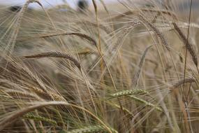 Wheat Spike Grain