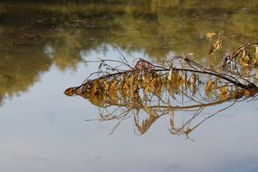 a dry branch in the water