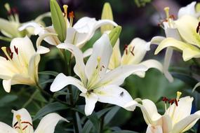 Lily White Lilies Flowers