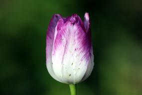 Tulip Flower Nature