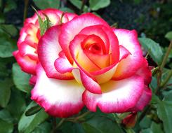 Pink Nature Garden