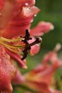 wet lily alone