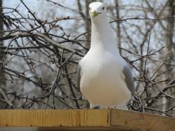 Nature Bird Animal