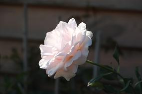Flower Nature Plant