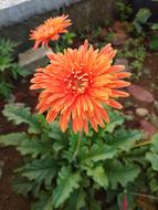 Flower Nature Flora