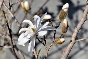 Magnolia White Bloom