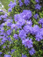 Flower Garden Flora