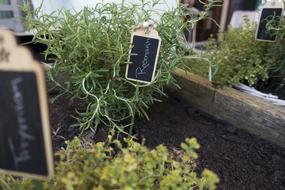 Rosemary Plant Nature