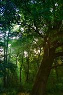 Dawn Sunbeam Forest