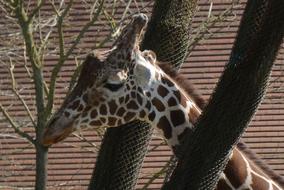 Giraffe Zoo Blijdorp