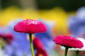 Nature Plant Flower