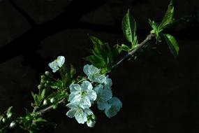 Blossom Bloom Cherry
