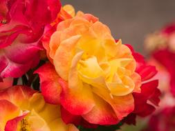 Flowers Roses Petals
