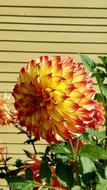 Dahlia Late Summer