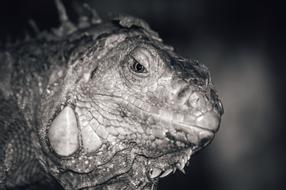 big grey iguana