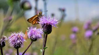 Insects Butterfly Flower