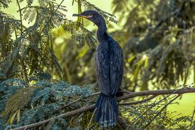 Nature Birds Wildlife