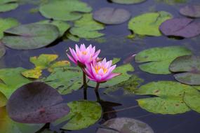 Water Lilies Flowers Pond