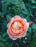 Flower Rose Garden