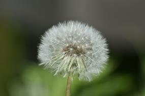 Natural Landscape Plant