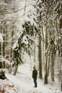 Winter Snow Snowy Forest