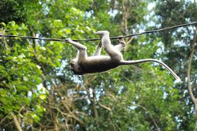 monkey hanging on a branch