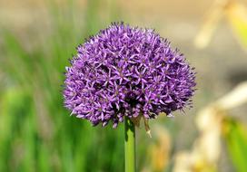 Nature Plant Flower