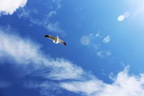 Seagull Gull Bird