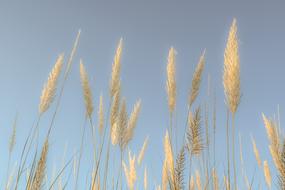 Reeds Sky Nature