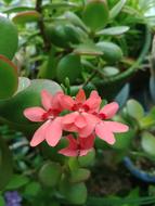Plants Nature Flowers