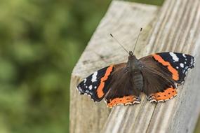 Nature Butterfly Insect