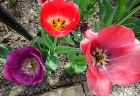 Flower Nature Garden