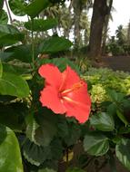 bud red big garden