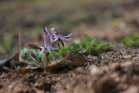 Nature Outdoors Plants Noel Online