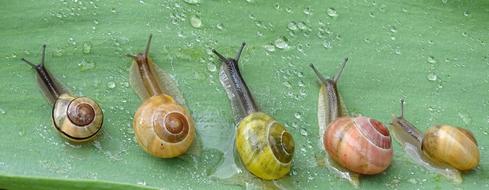 Snail Shell Slowly