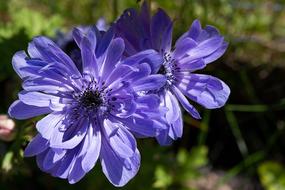 Anemone Crown Flower