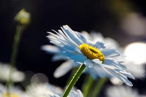 Daisy Flower Plant
