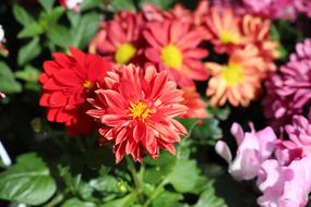 Flower Nature Plant